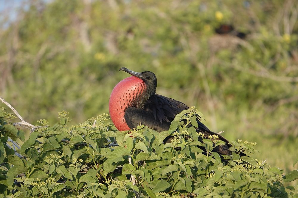 Fregatvogel Fregatvogel