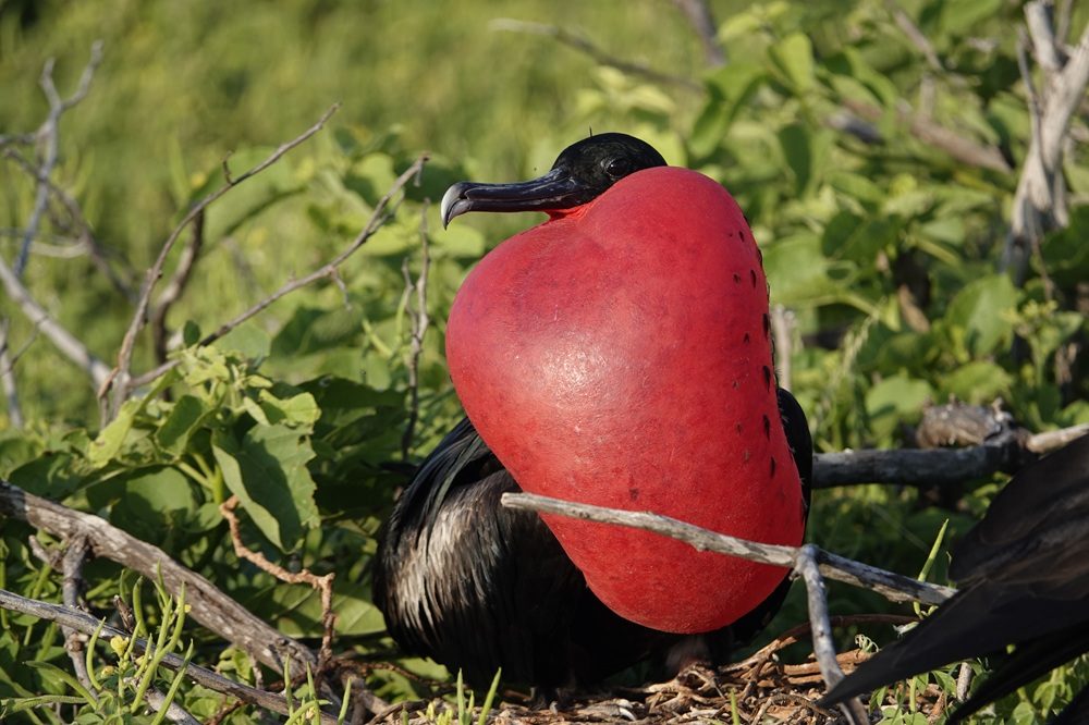 Fregatvogel Pedasi