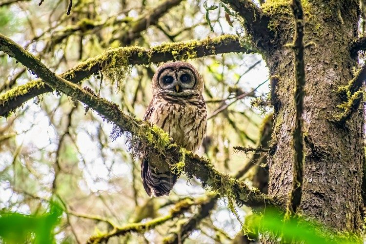 Fulvous Owl  Quetzaltenango 1