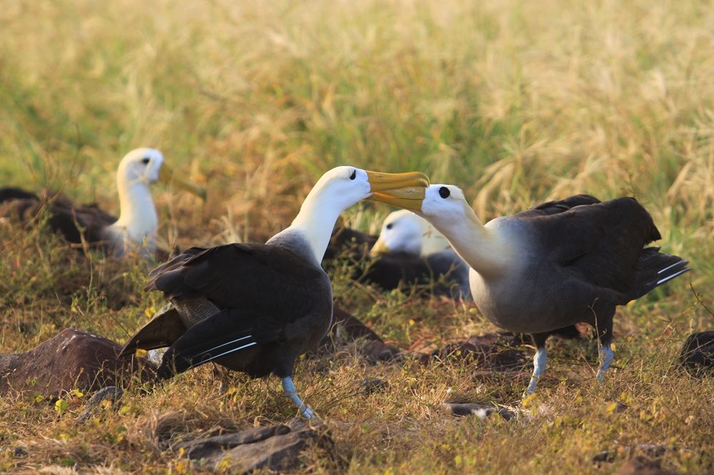 Galápagos Albatros espanola Galápagos Albatros espanola