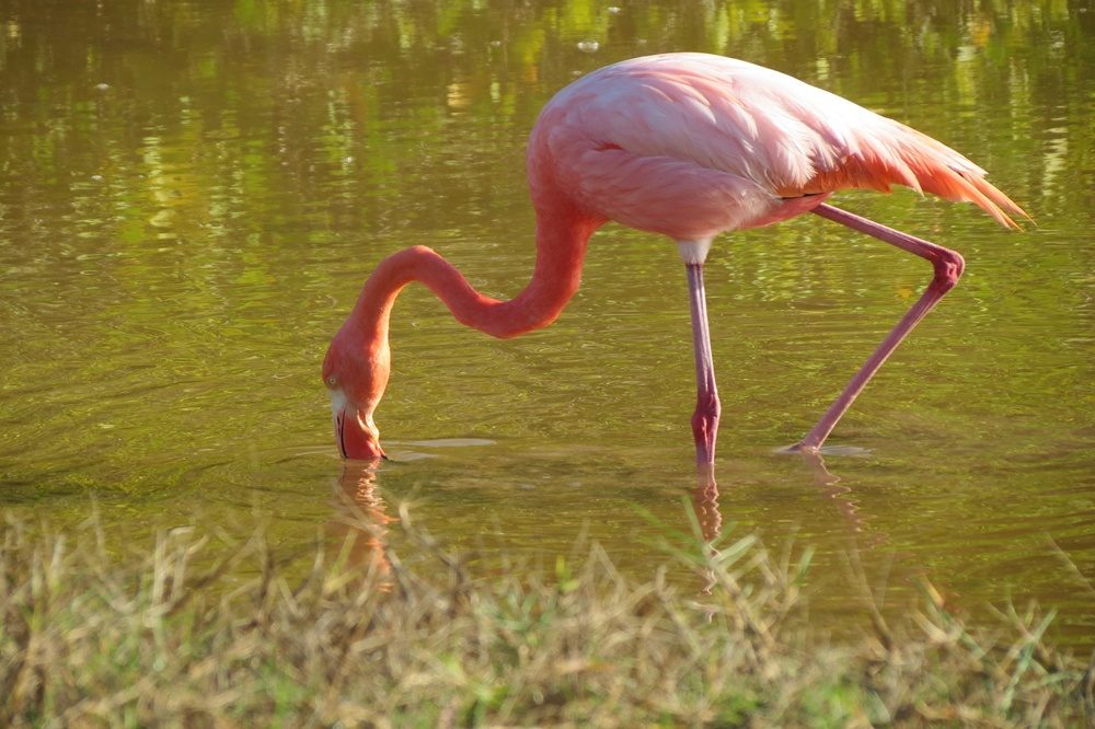Galapagos Santa Cruz Flamingo Galapagos Santa Cruz Flamingo
