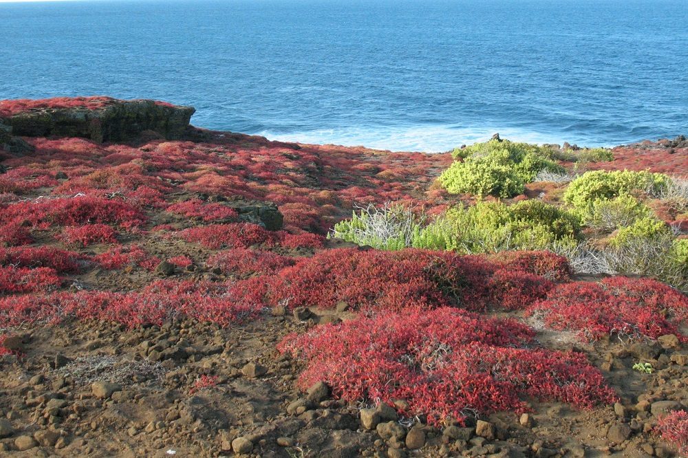 Galapagos south plazas Galapagos south plazas