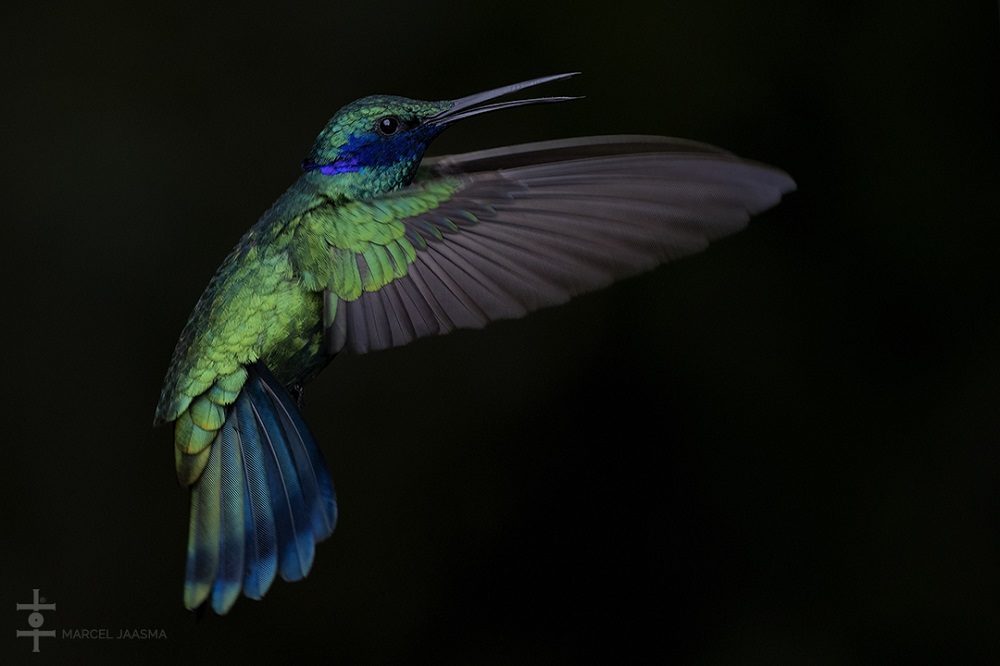 Kolibrie Colombia