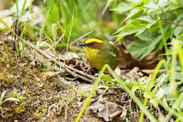 Golden browed Warbler Quetzaltenango Golden browed Warbler Quetzaltenango