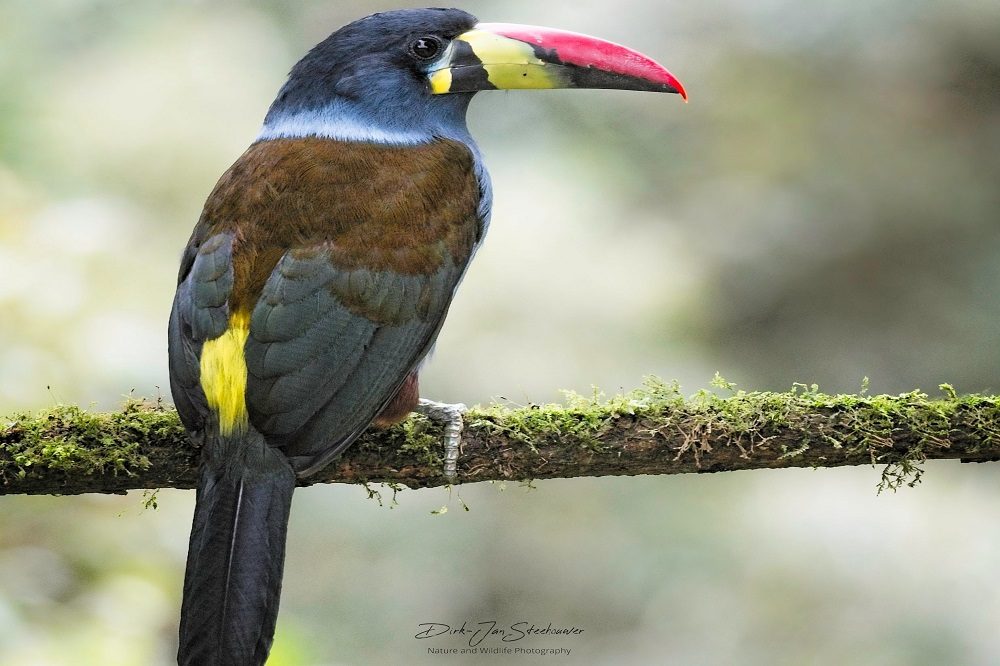 Grey-breasted Mountain-Toucan Colombia