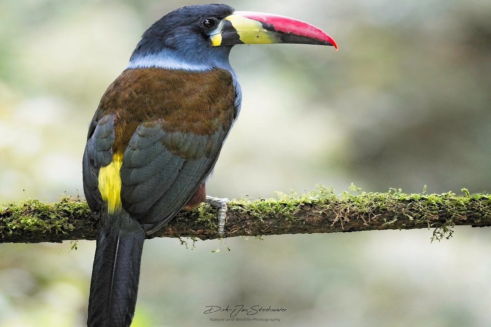 Grey breasted Mountain Toucan Colombia