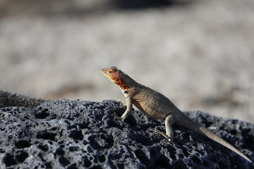 Hagedis Galapagos