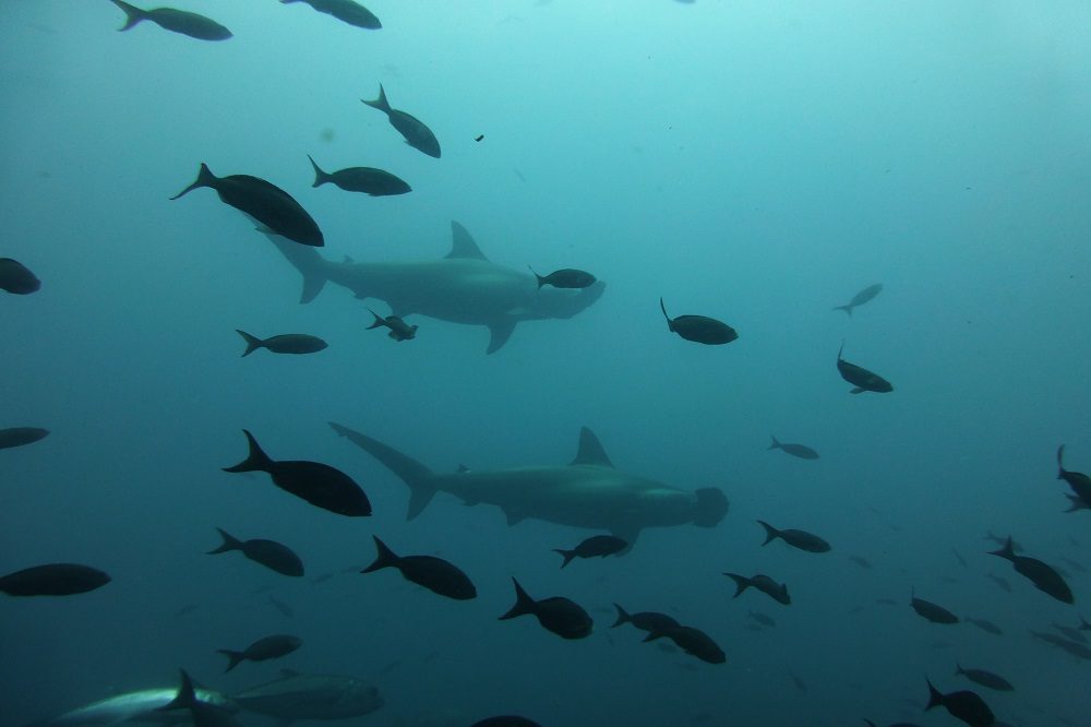 Hamerhaaien Galapagos