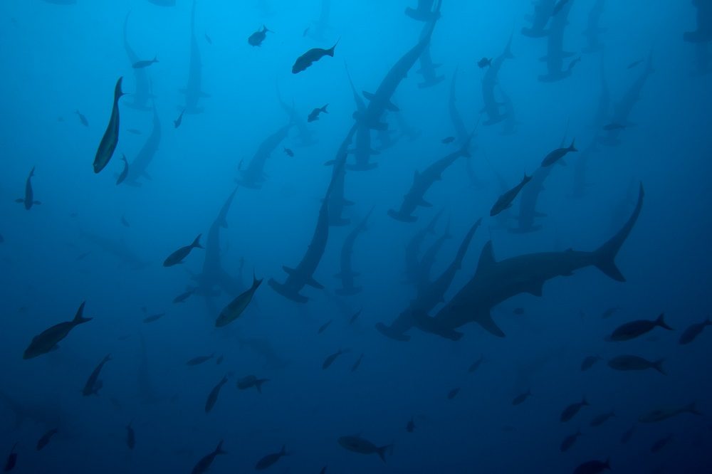 Hamerhaaien Hamerhaaien