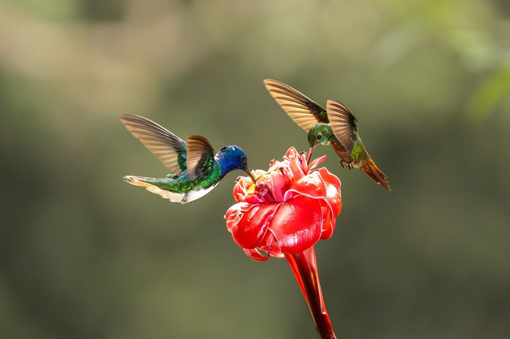 Hummingbird Costa Rica fotoreis