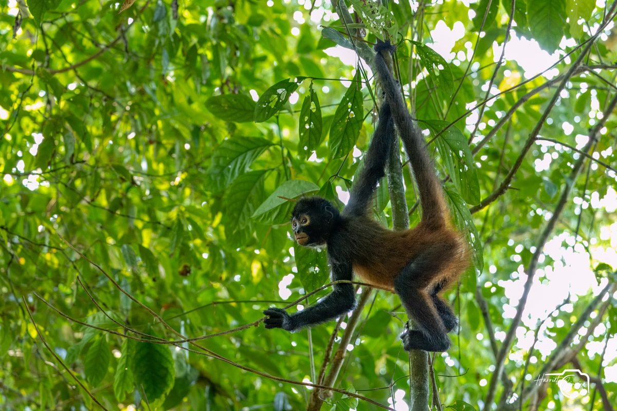aap Costa Rica
