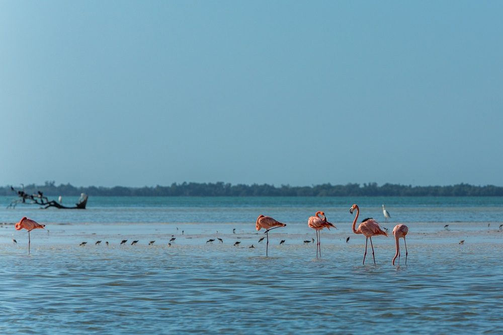 Isla Holbox flamingos luxe reis Mexico Isla Holbox flamingos luxe reis Mexico