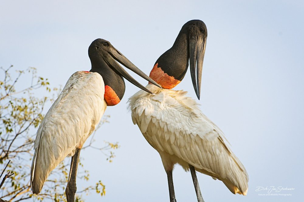 Jabiru