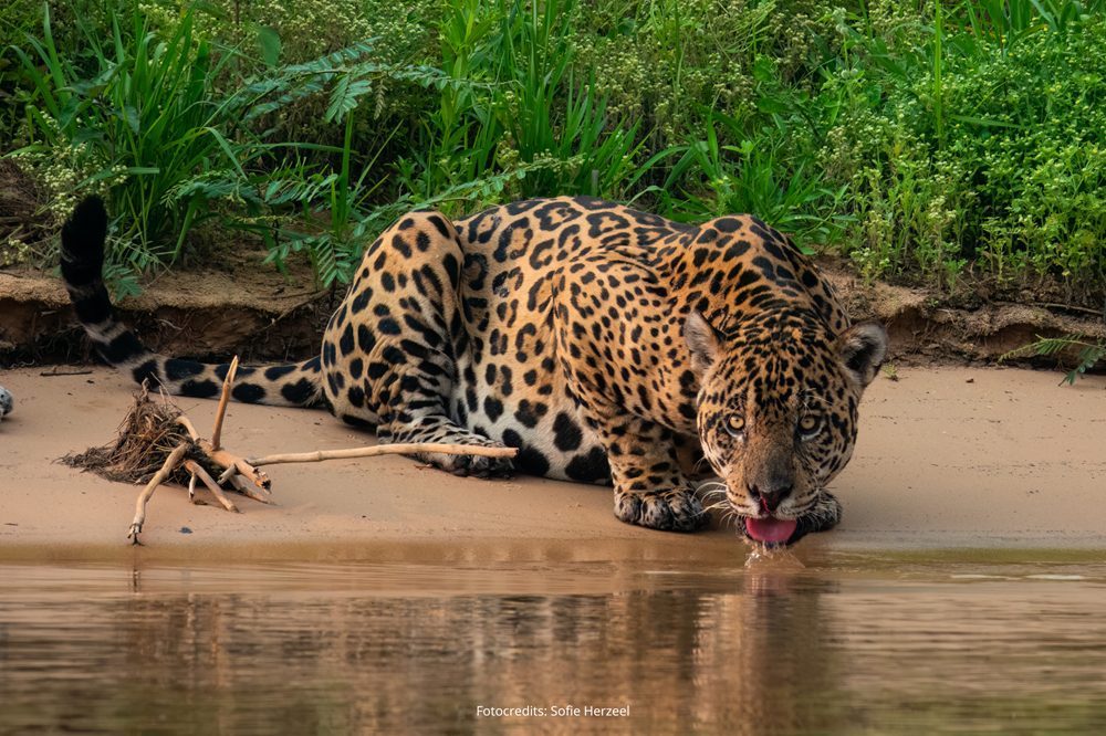 Jaguar Pantanal Jaguar Pantanal