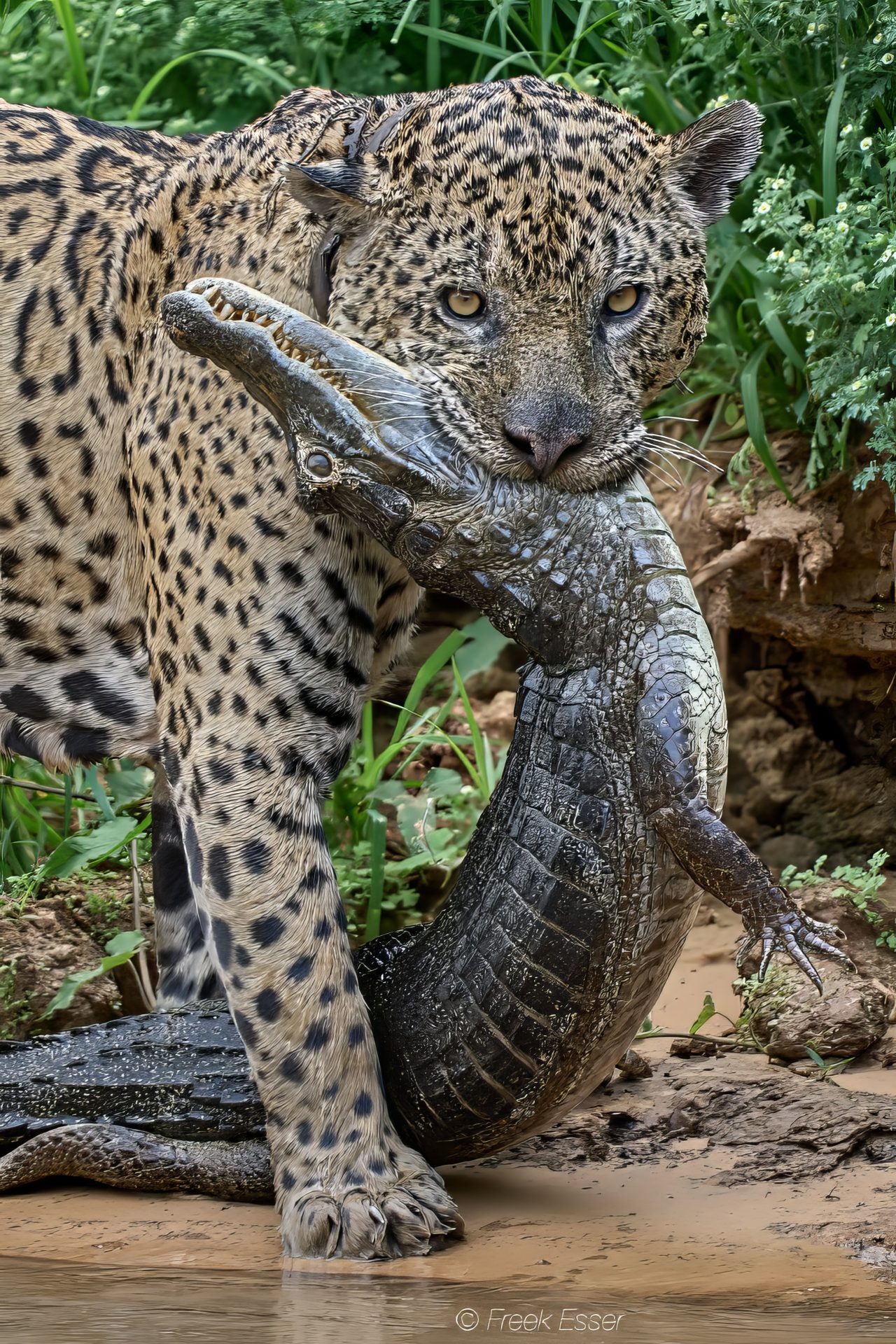 Jaguar (fotocredits Freek Esser)