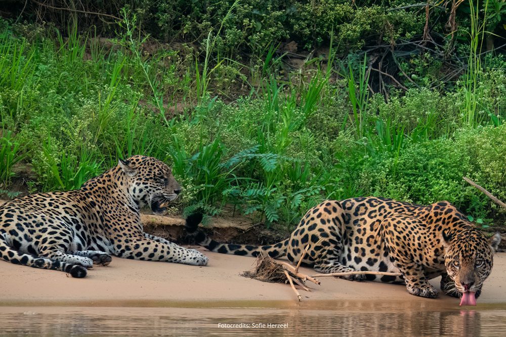 Jaguars fotoreis Pantanal