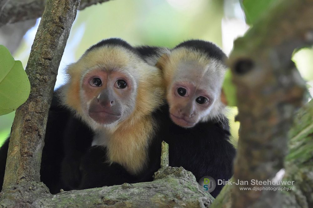 Kapucijnapen costa rica