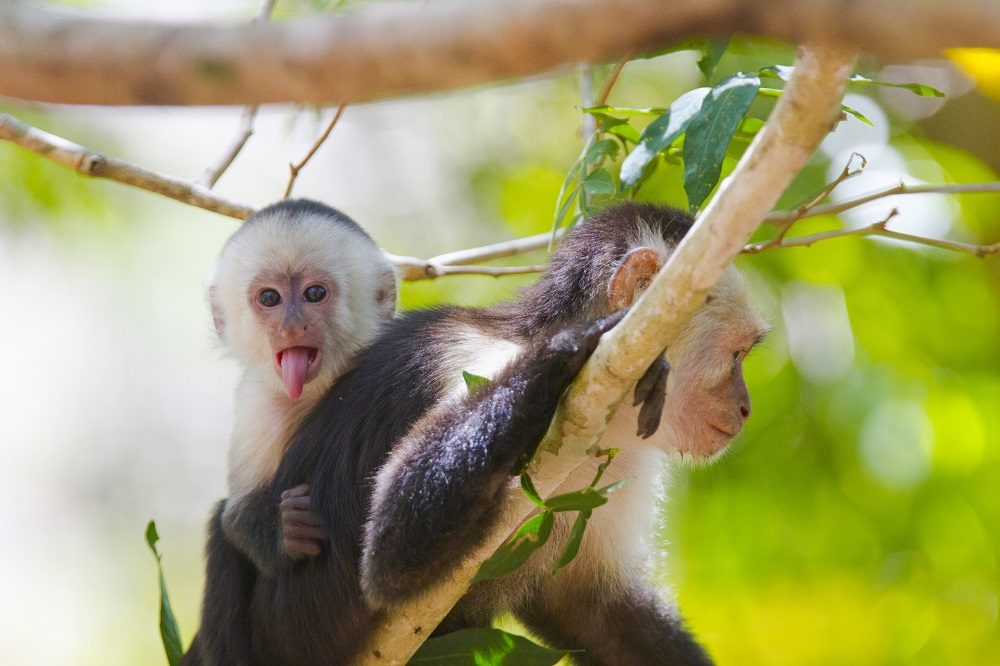 Kapucijnapen Kapucijnapen