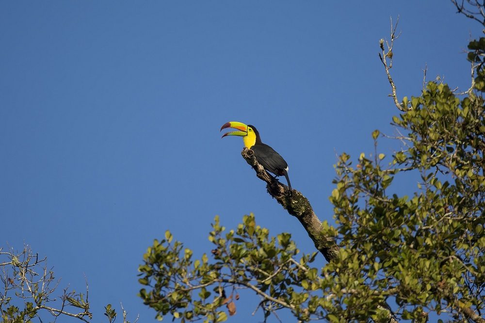 Keel-billed Toucan_Tikal National Park