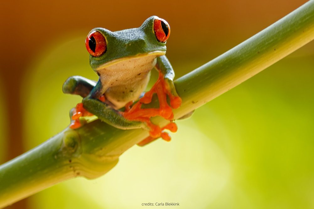 Kikker Costa Rica 4 Kikker Costa Rica 4