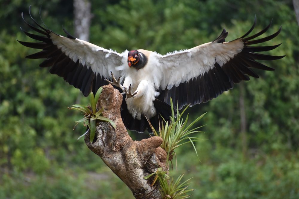 King Vulture Costa Rica fotoreis