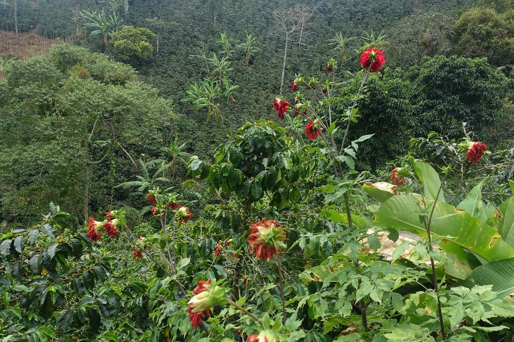 Koffieregio 16 foto Barbara Koffieregio 16 foto Barbara