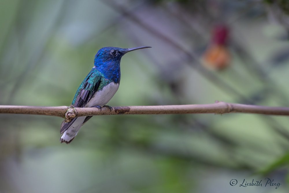 Kolibrie Colombia 1 Kolibrie Colombia 1