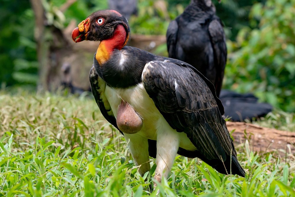 Koningsgier fotoreis Costa Rica