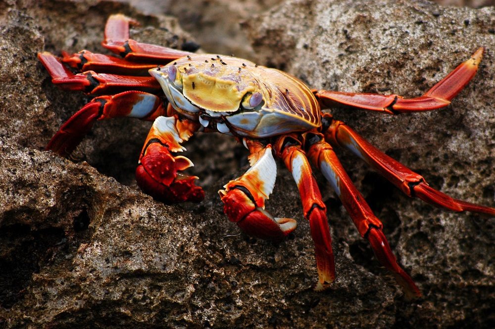 Krab Galapagos 1 Krab Galapagos 1