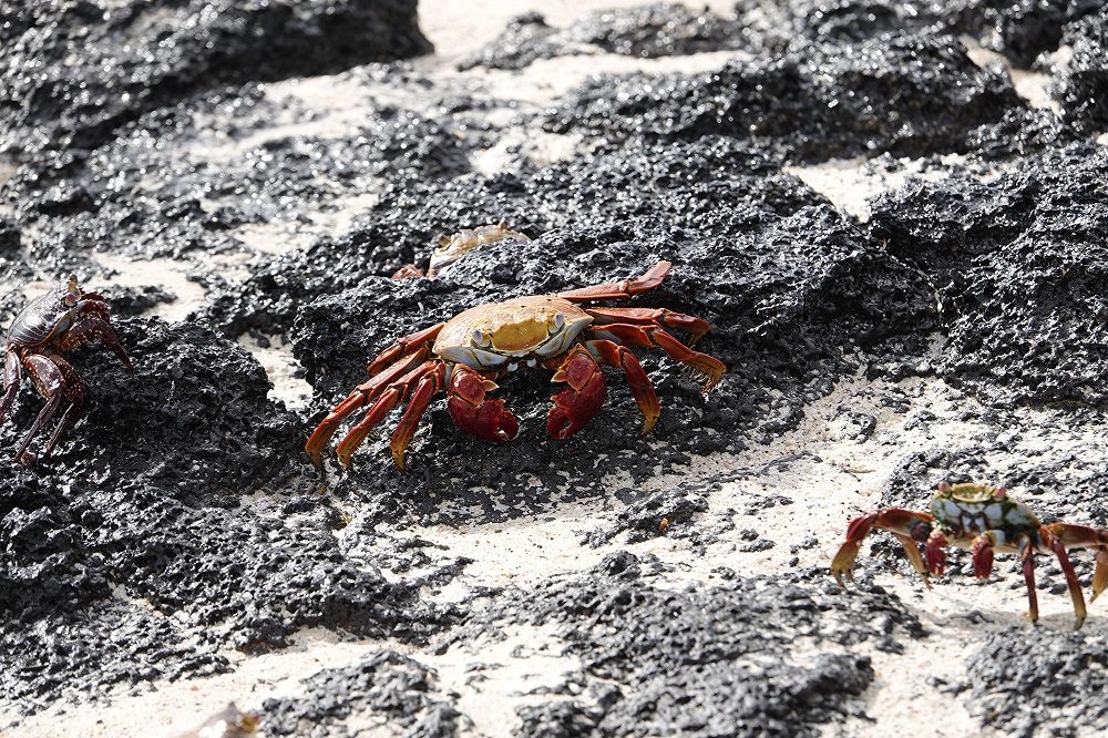 Krab Galapagos 2
