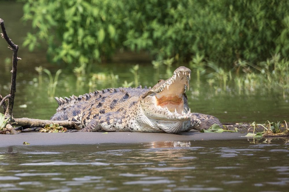 Krokodil Panama