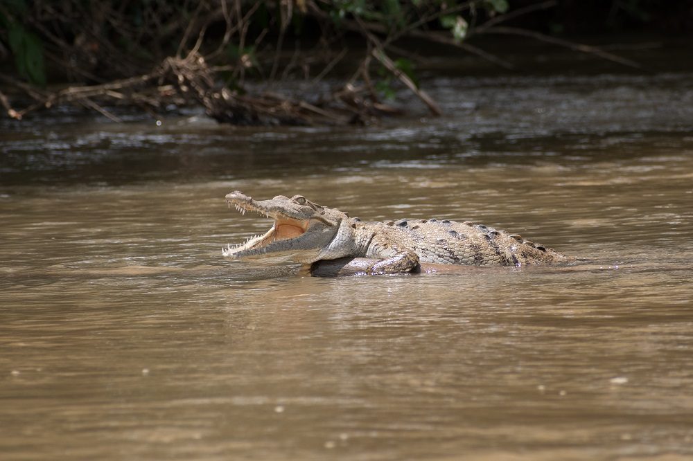 Krokodillen fotoreis Costa Rica