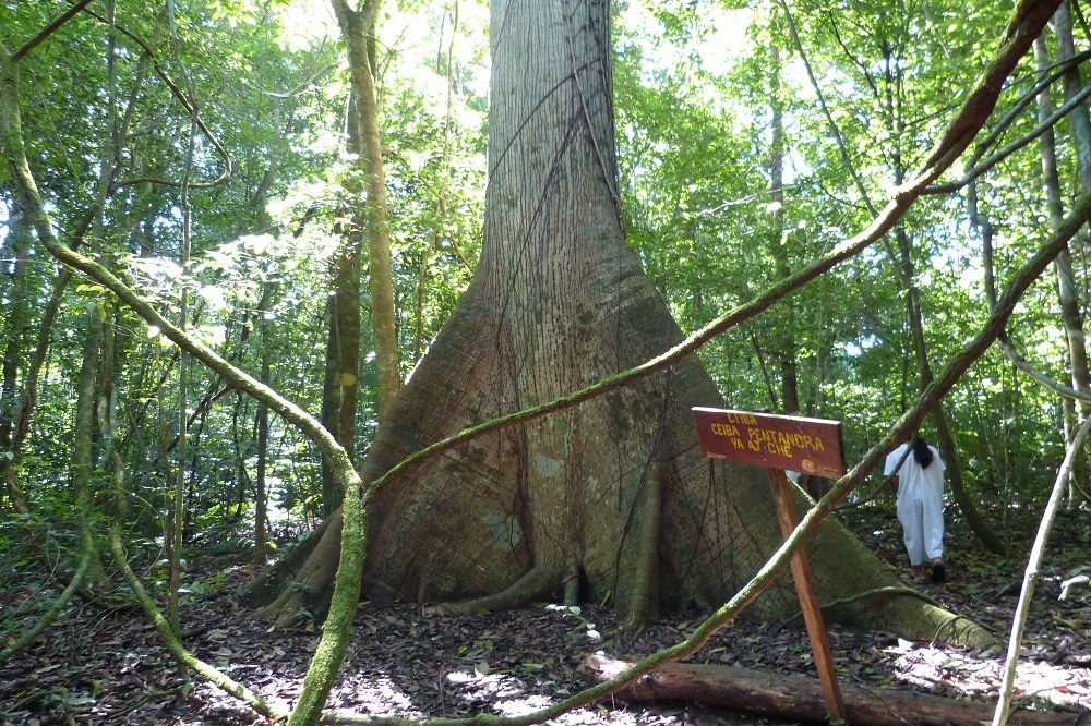 Lacandon Lacanja Lacandon Lacanja