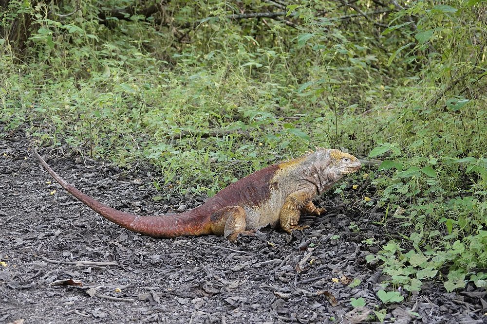 Leguaan 5 Leguaan 5