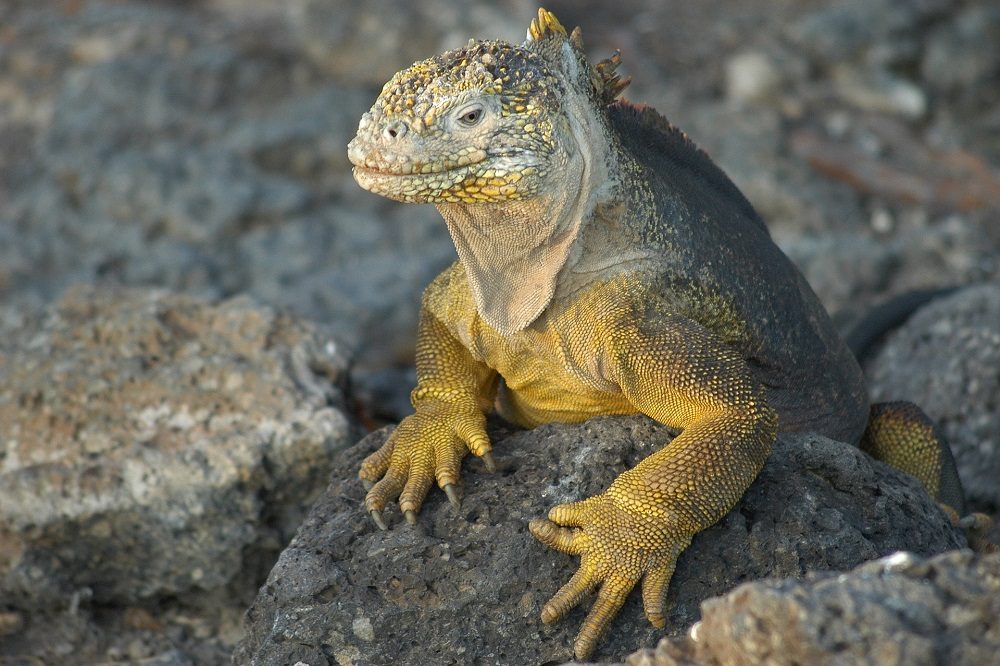 Leguaan Galapagos 1