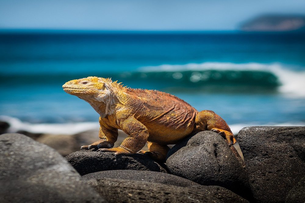 Leguaan Galapagos