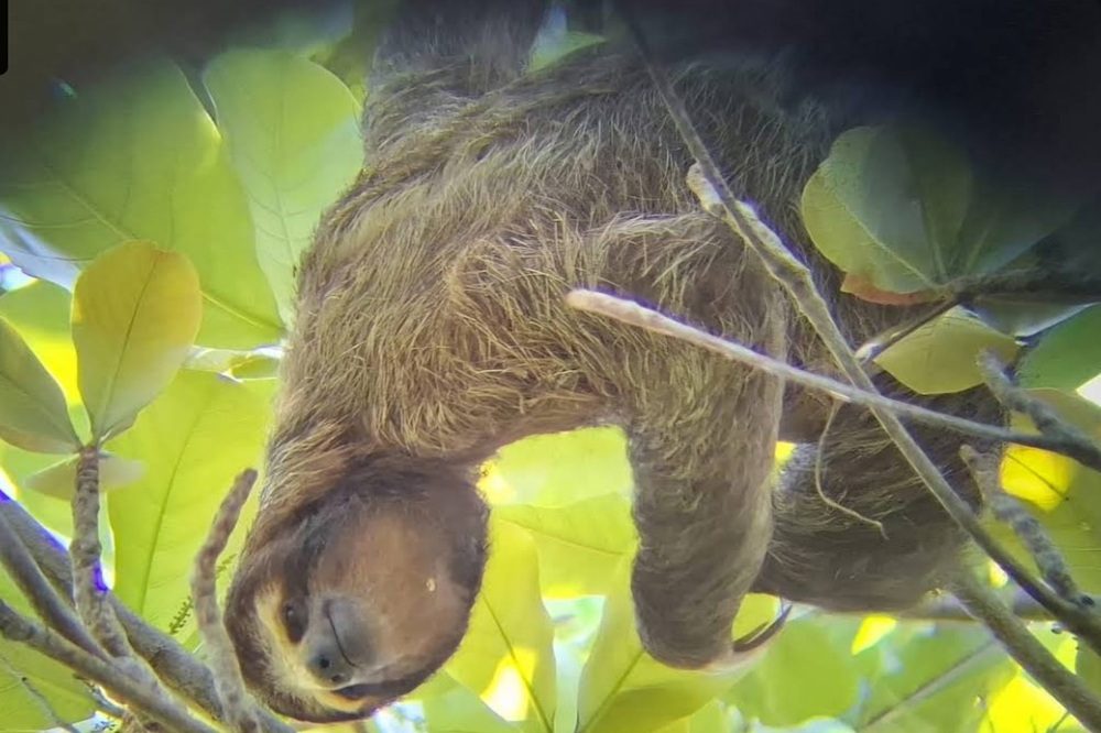 Luiaard Costa Rica Luiaard Costa Rica