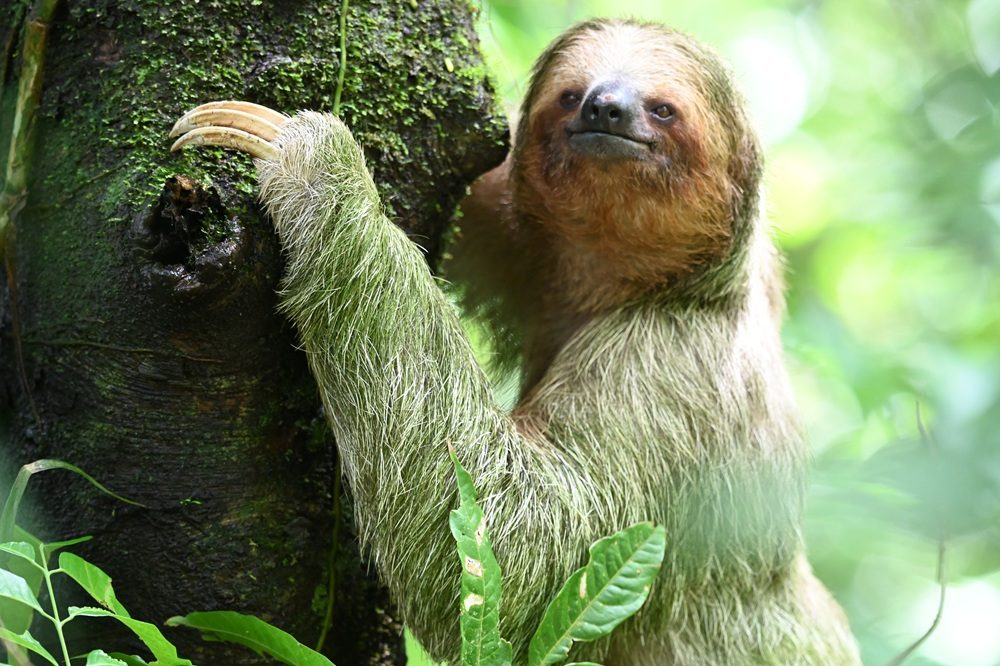 Luiaard Costa Rica Luiaard Costa Rica