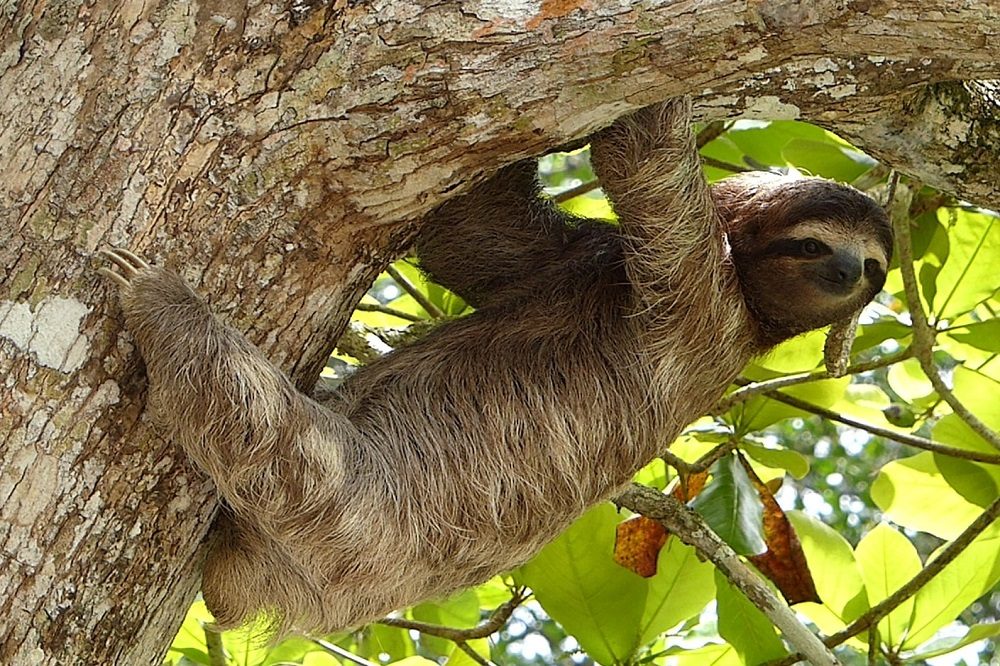 Luiaard costa rica