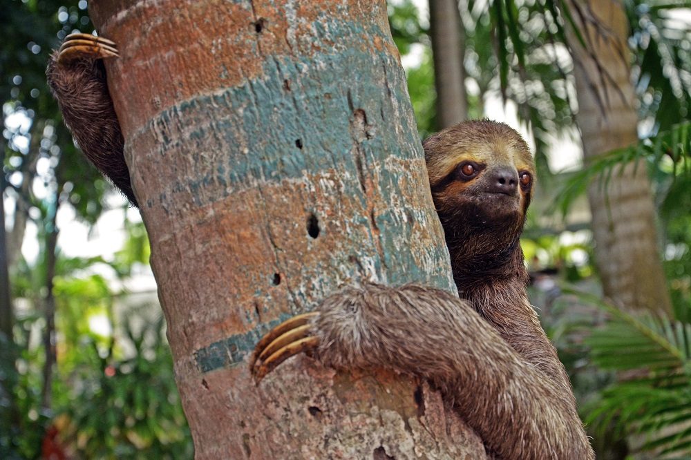 Luiaard fotocredits ProColombia Luiaard fotocredits ProColombia