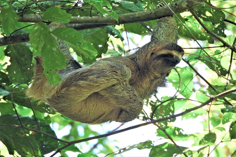 Luiaard in costa rica 1