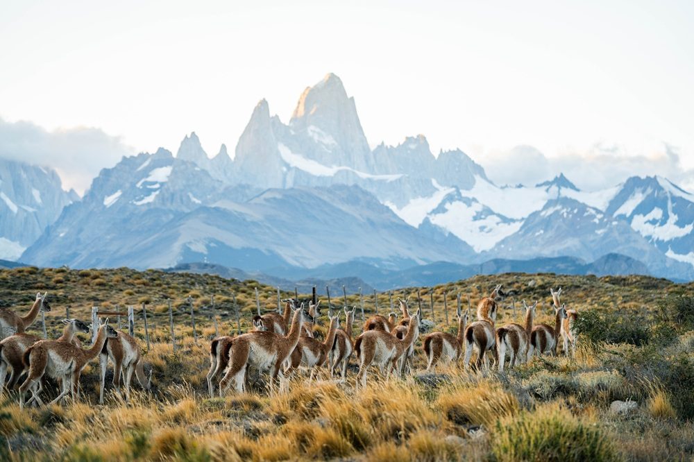 Luxe reis Argentinië Chaltén