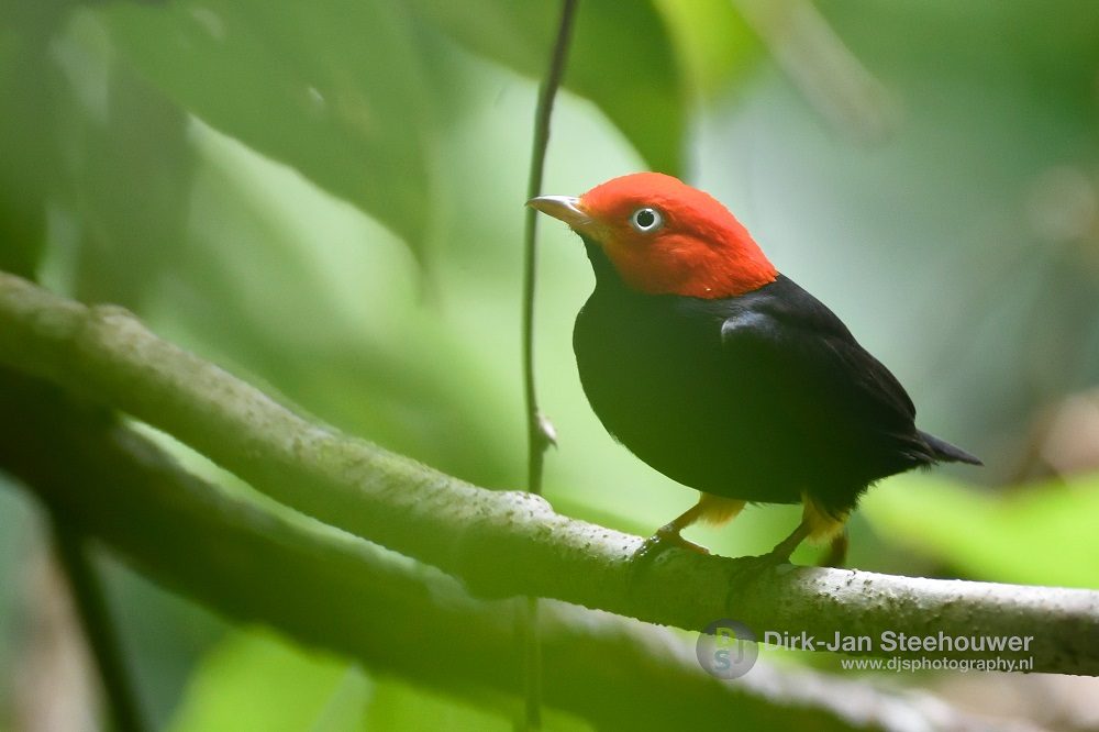 manakin vogelreis panama