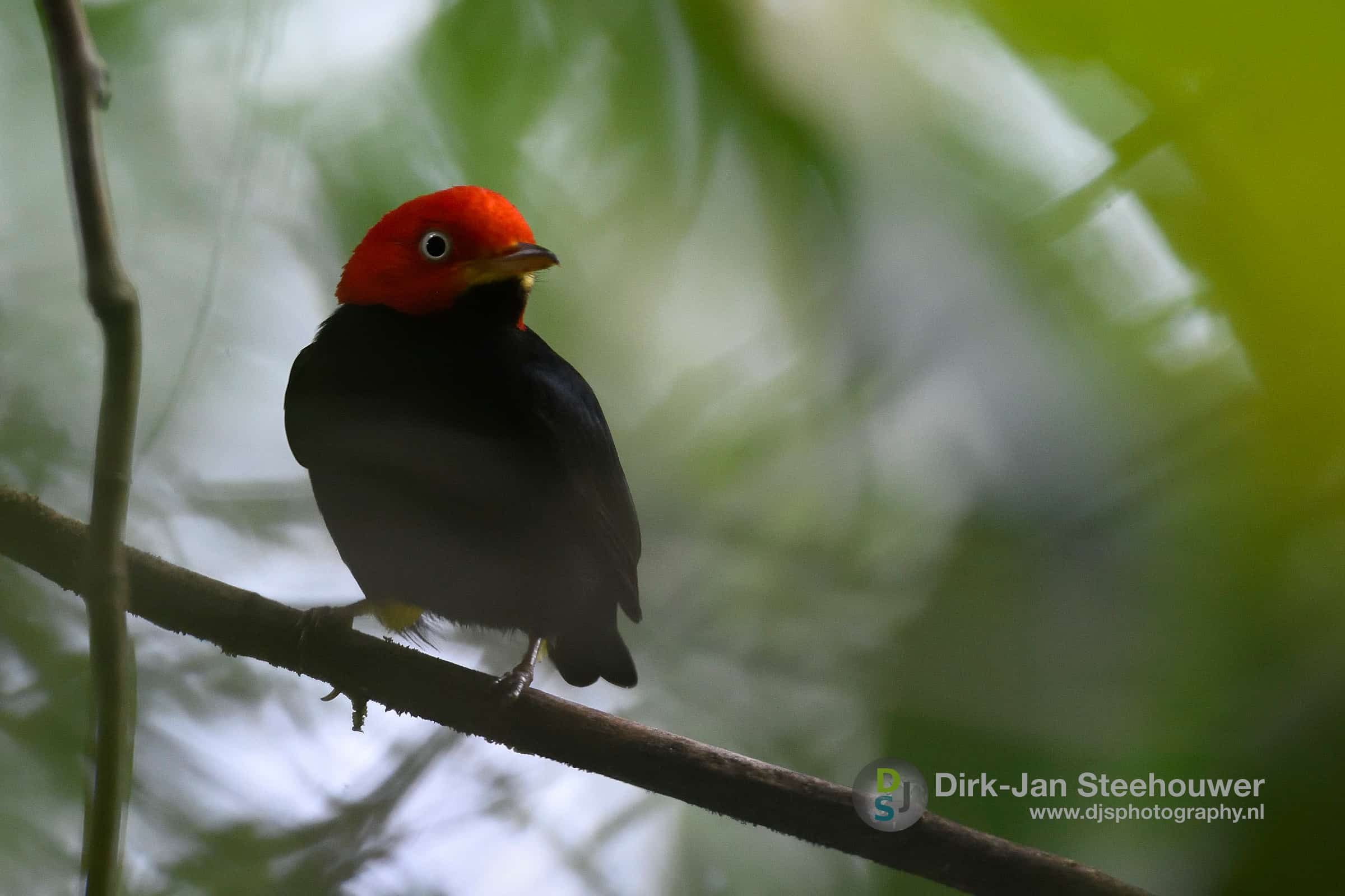 Vogels Costa Rica