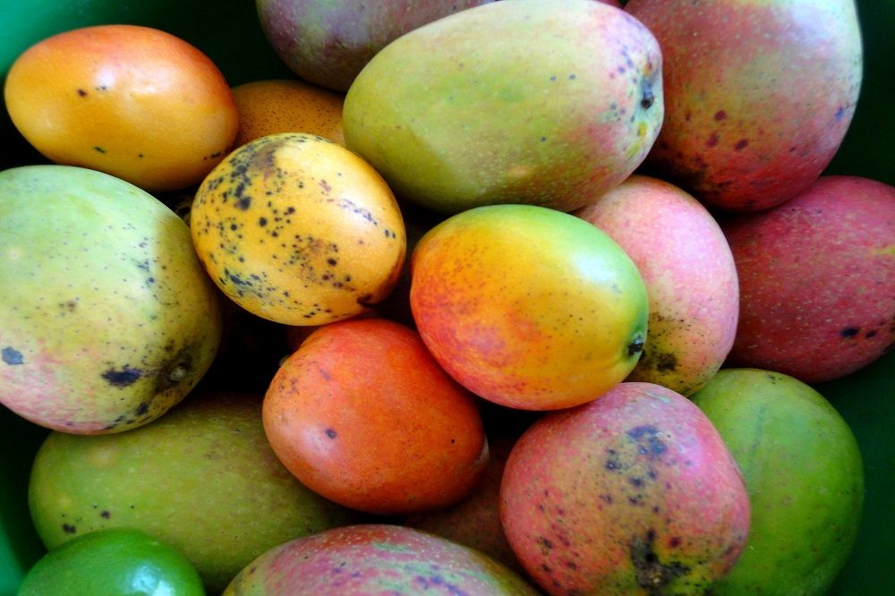 Mangos foto Pixabay Mangos foto Pixabay