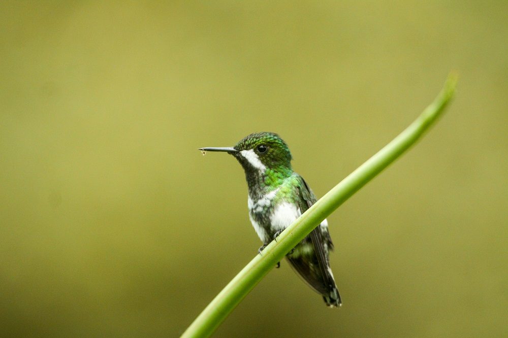 Mashpi Lodge Green thorntail