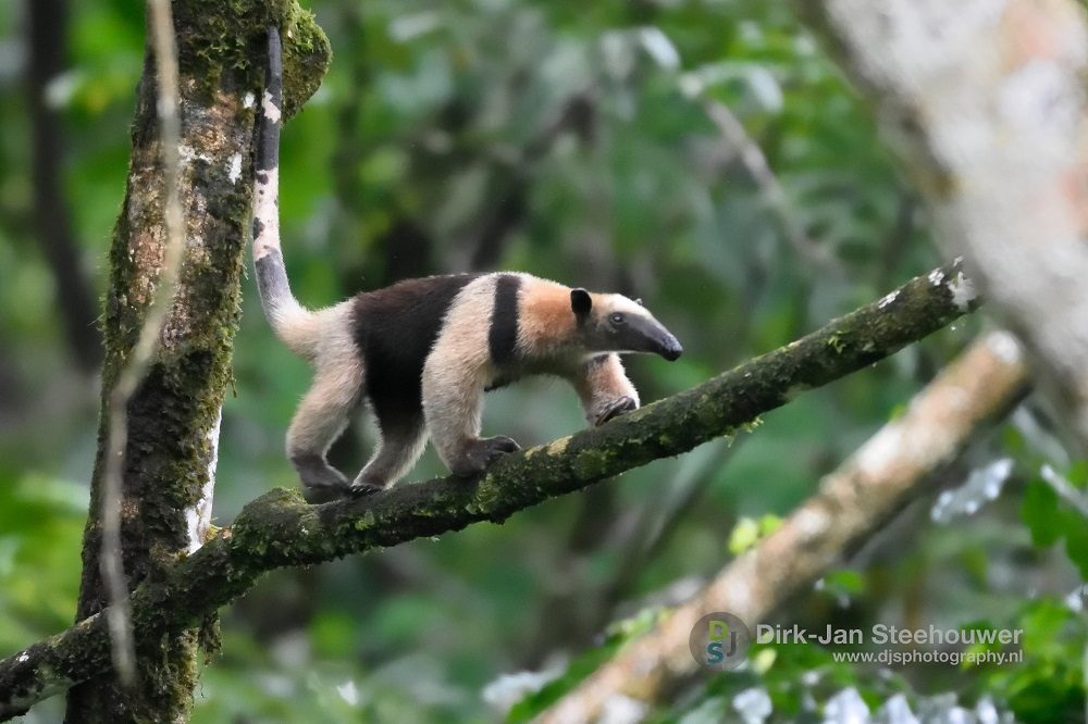 Miereneter corcovado