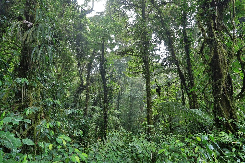 Monteverde Cloud Forest costa rica