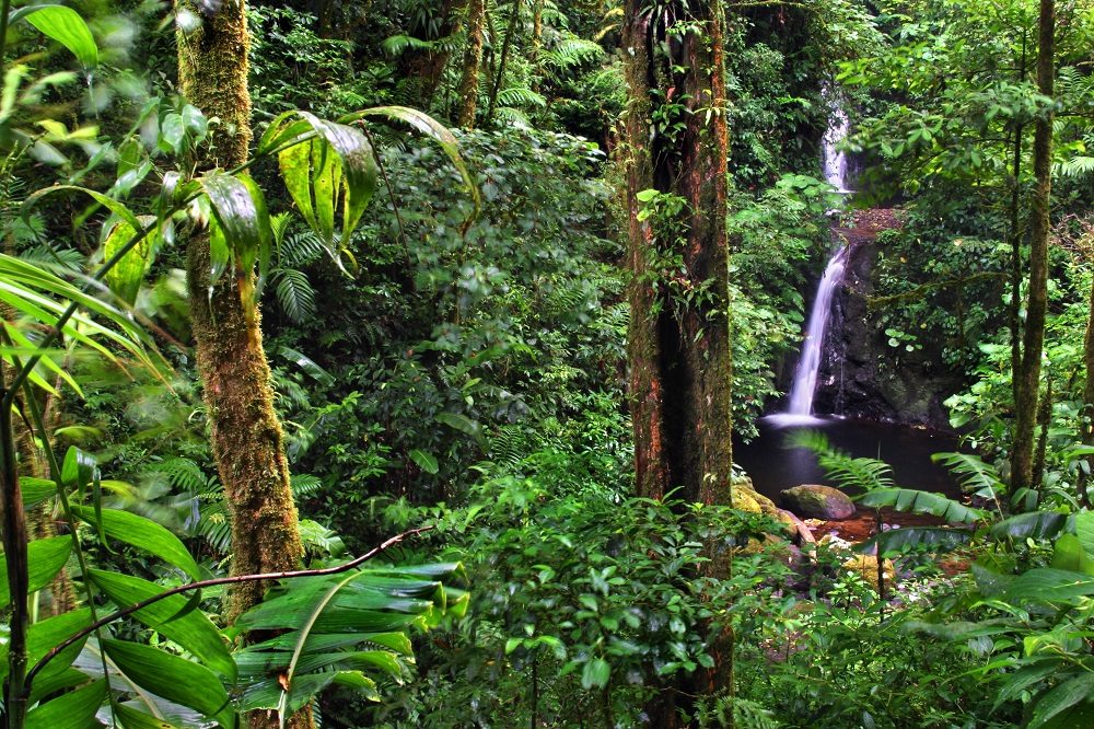 Monteverde cloudforest costa rica