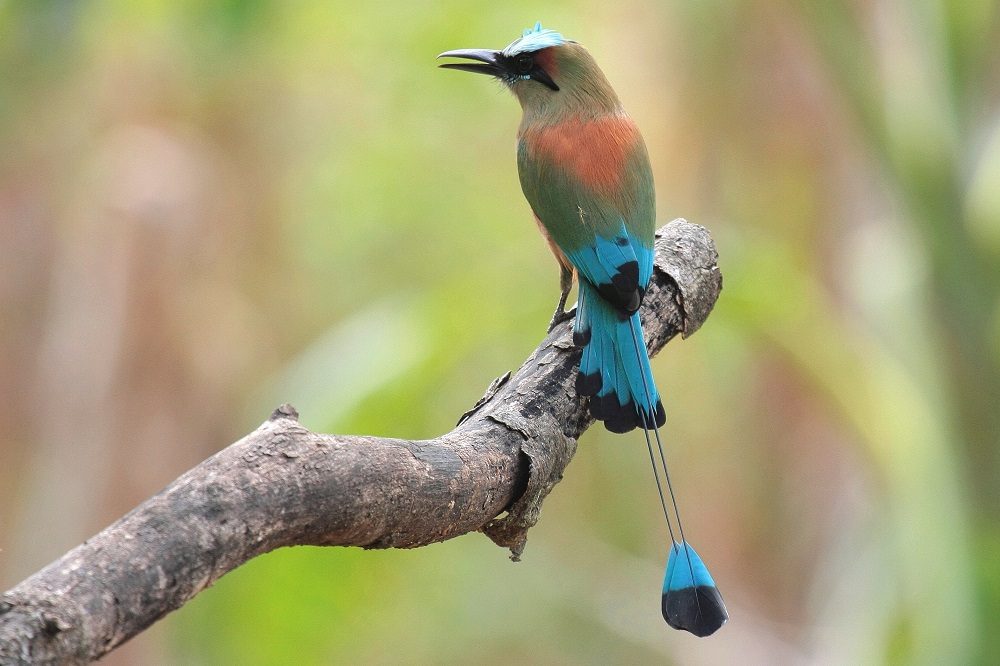 Motmot 2